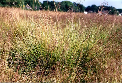 Borstgras